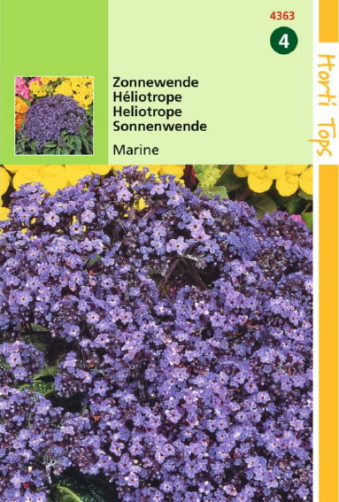 Vanillebloem Marine (Heliotropium) 300 zaden HT
